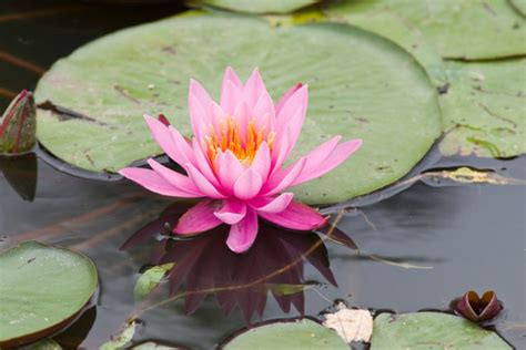miniature water lily
