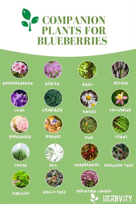 mint and blueberry companion plants
