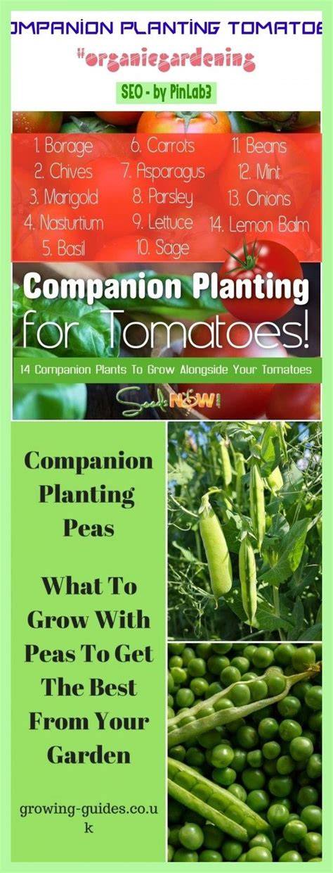 mint and tomatoes companion