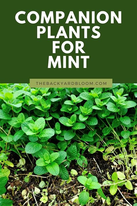mint companion herbs