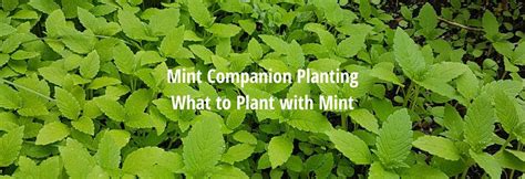 mint companion plants