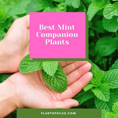 mint plant companion