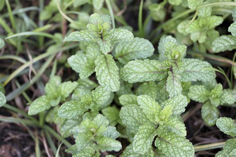 mint plant keeps bugs away