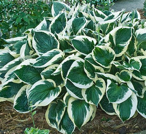 minuteman hosta