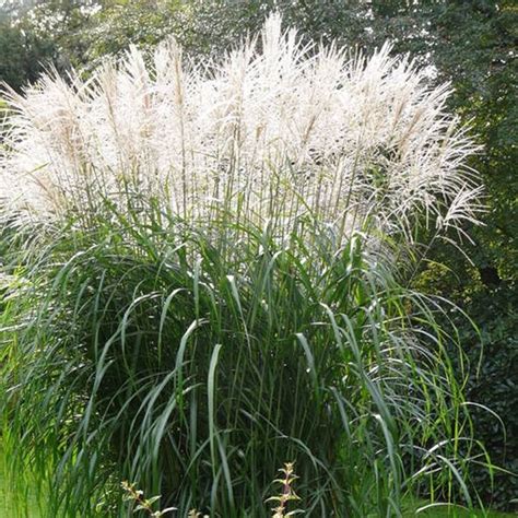 miscanthus grosse fontaine