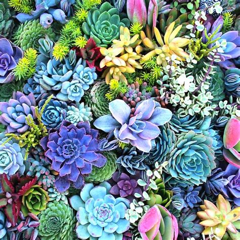 mixed succulent