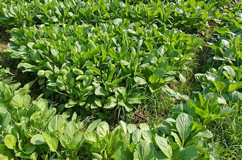The Ultimate Guide to Mizuna Companion Plants