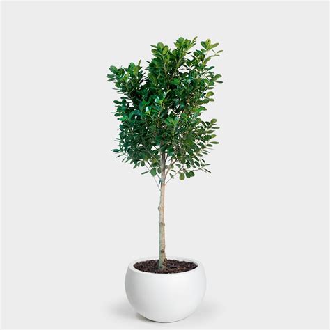 moclame ficus