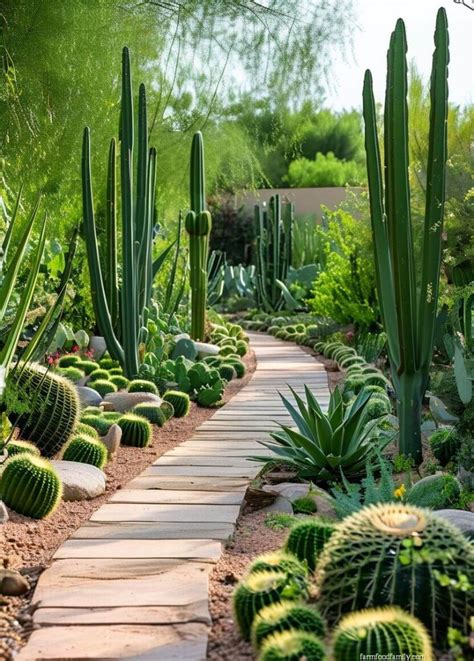 modern cactus garden