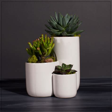 modern succulent planter
