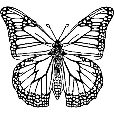 monarch butterfly coloring sheet