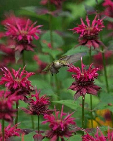 monarda hummingbirds