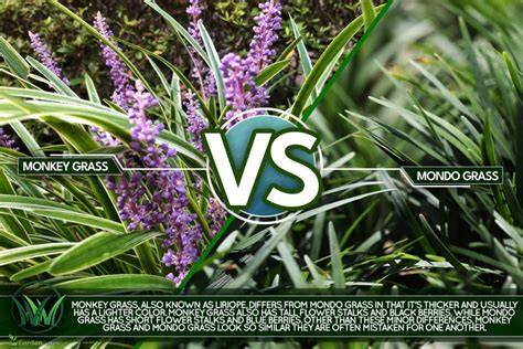 monkey grass vs mondo grass