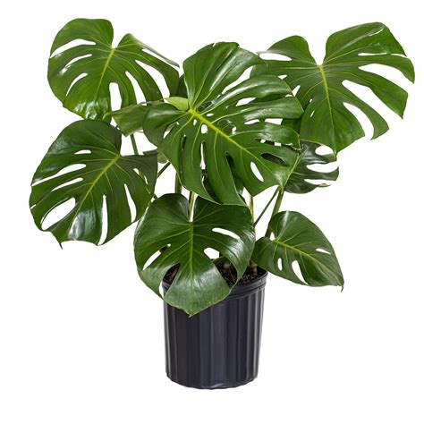 monstera deliciosa