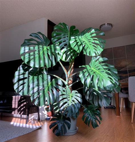 monstera large form