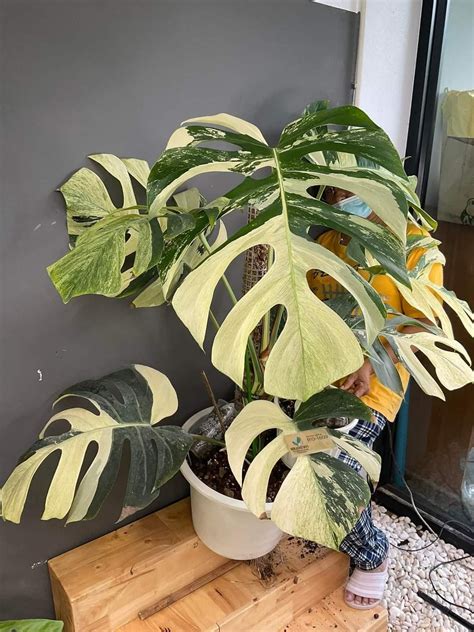 monstera mint