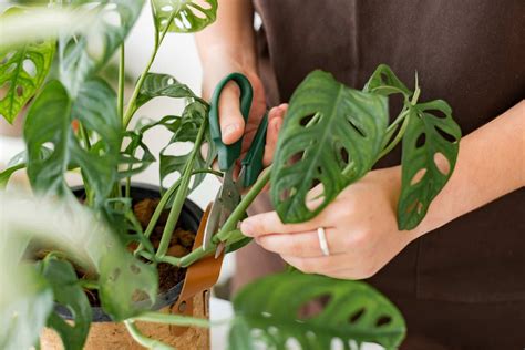 monstera pruning time