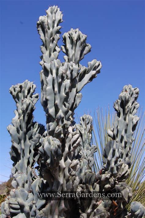 monstrose cactus