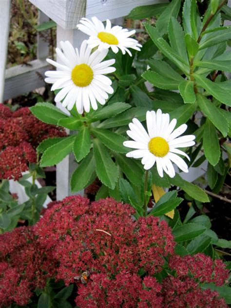 montauk daisy companion plants