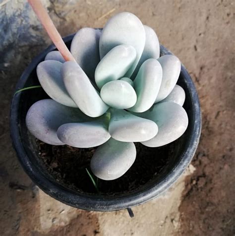 moon succulent