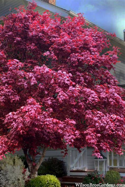 moonfire japanese maple