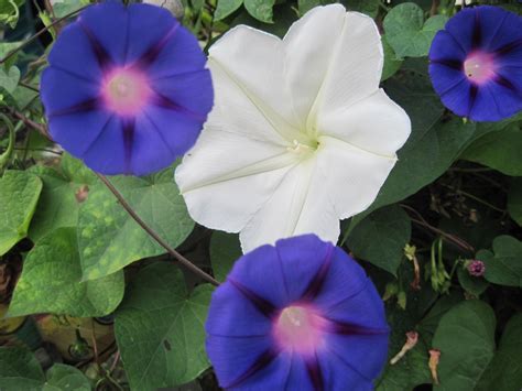moonflower and morning glory