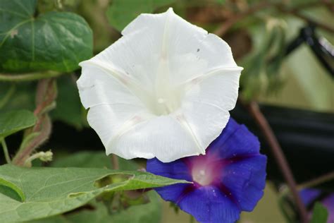 moonflower and morning glory