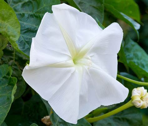moonflower ipomoea alba