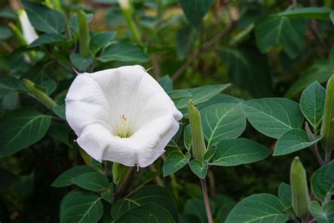 The Enchanting Beauty of Moonflower Leaves
