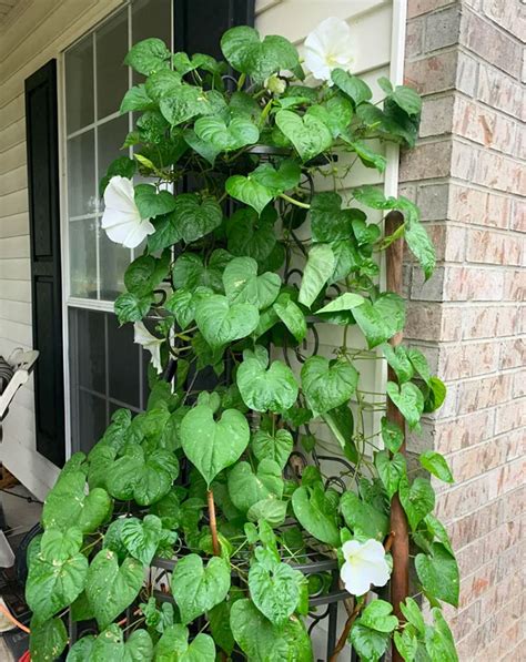 moonflower trellis