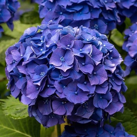mophead hydrangea