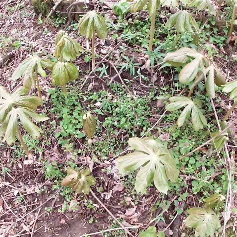 morels and may apples