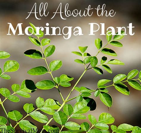 moringa companion plants