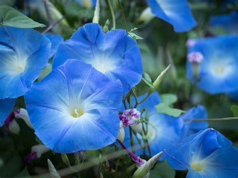 morning glory bloom