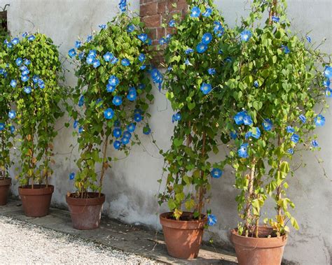 morning glory companion plants