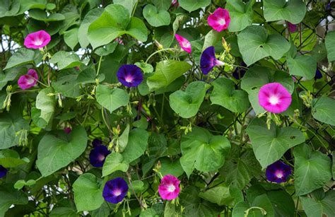 morning glory flower vine