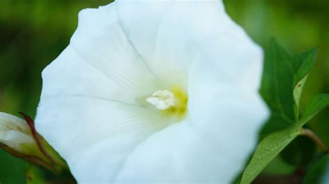 morning glory flower white