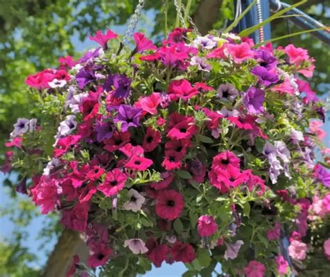 morning glory hanging basket