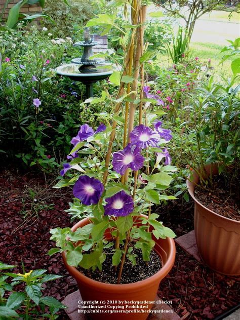 morning glory in containers
