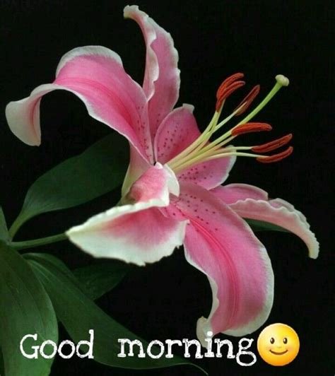 morning lily flower