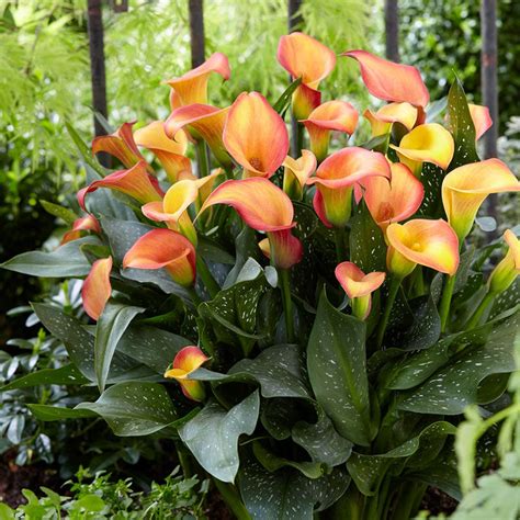 morning sun calla lily