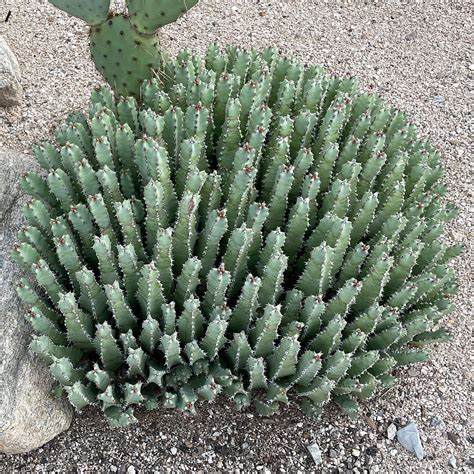 moroccan mound cactus