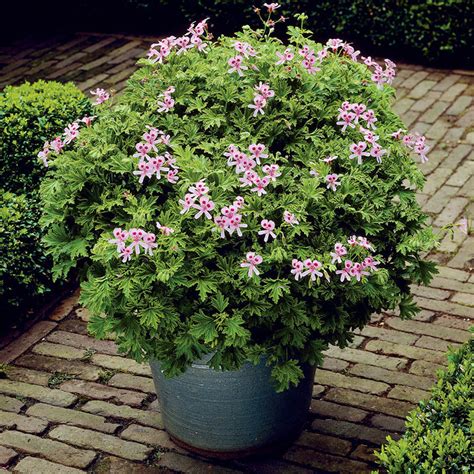 mosquito shoo geranium