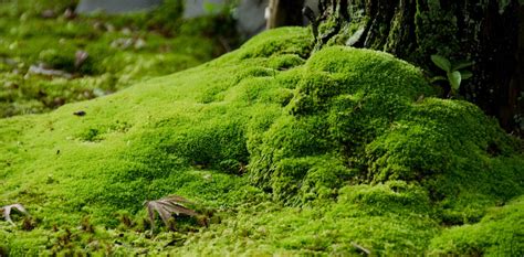 moss growing tips