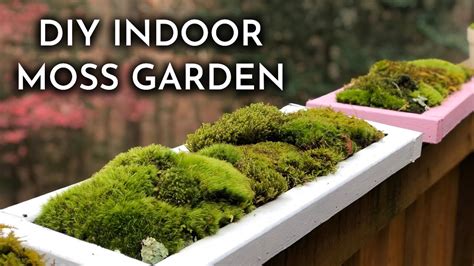 moss growing tips