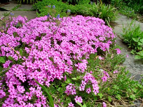 moss phlox