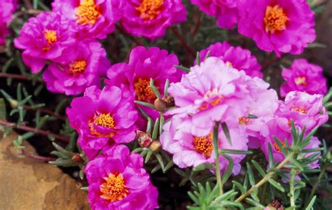 The Beauty of Moss Rose Companion Plants