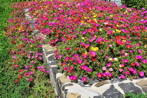 moss rose garden