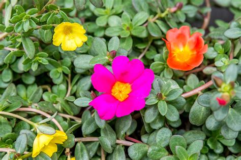 moss rose plant