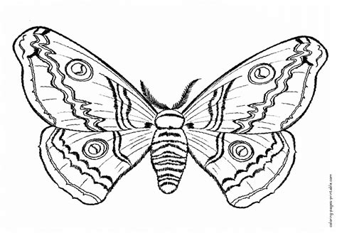 moth coloring pages